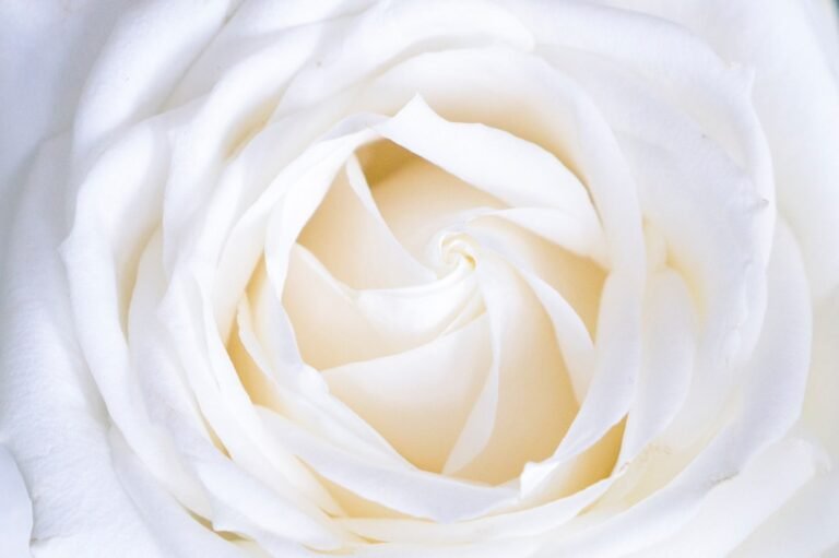 Rose blanche accompagnant un texte de plaque funéraire pour maman